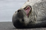 Leopard Seal