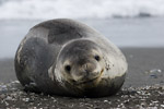 Leopard Seal