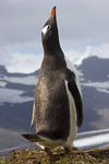 Gentoo Penguin