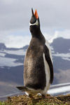 Gentoo Penguin