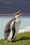 Gentoo Penguin Chick