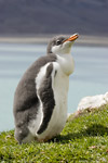 Gentoo Penguin Chick