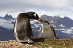 Gentoo Penguin and Chick