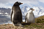 Gentoo Penguin and Chick