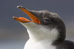 Gentoo Penguin Chick