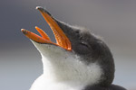 Gentoo Penguin Chick