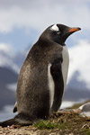 Gentoo Penguin