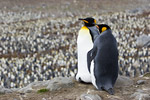 King Penguins