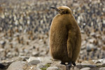 King Penguin Chick