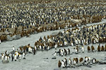 King Penguin Colony