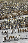 King Penguin Colony