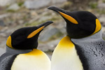 King Penguins