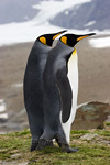 King Penguins