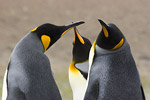 King Penguins