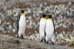 King Penguins