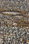 King Penguin Colony