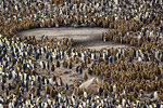 King Penguin Colony