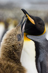 King Penguin and Chick