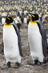 King Penguins