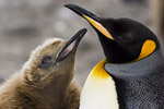 King Penguin and Chick