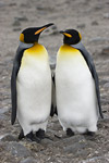 King Penguins