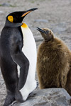 King Penguin and Chick