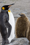 King Penguin and Chick