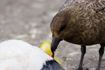 Skua