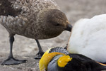 Skua