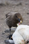 Skua