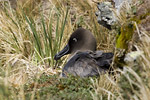 Light-Mantled Sooty Albatross