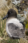 Light-Mantled Sooty Albatross