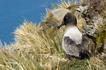 Light-Mantled Sooty Albatross