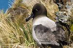 Light-Mantled Sooty Albatross