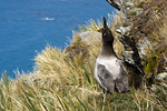 Light-Mantled Sooty Albatross