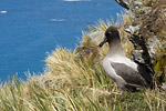 Light-Mantled Sooty Albatross