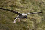 Light-Mantled Sooty Albatross