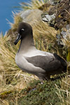 Light-Mantled Sooty Albatross