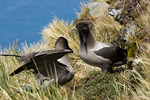 Light-Mantled Sooty Albatross