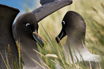 Light-Mantled Sooty Albatross
