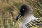 Light-Mantled Sooty Albatross