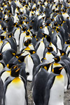 King Penguins