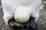 King Penguin Egg