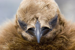 King Penguin Chick