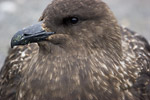 Skua