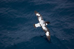 Pintado Petrel