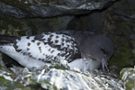 Nesting Pintado Petrel