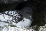 Nesting Pintado Petrel