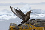 Skua