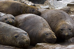 Elephant Seals